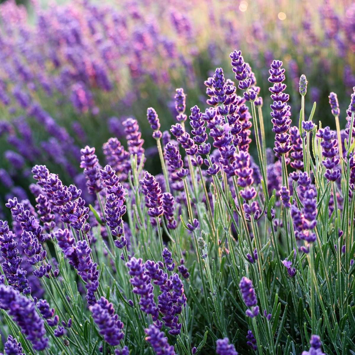 Lavender Lavendelbuskar - Set Om 6 - Lavandula Angustifolia - Höjd 10-15Cm - ⌀10,5Cm