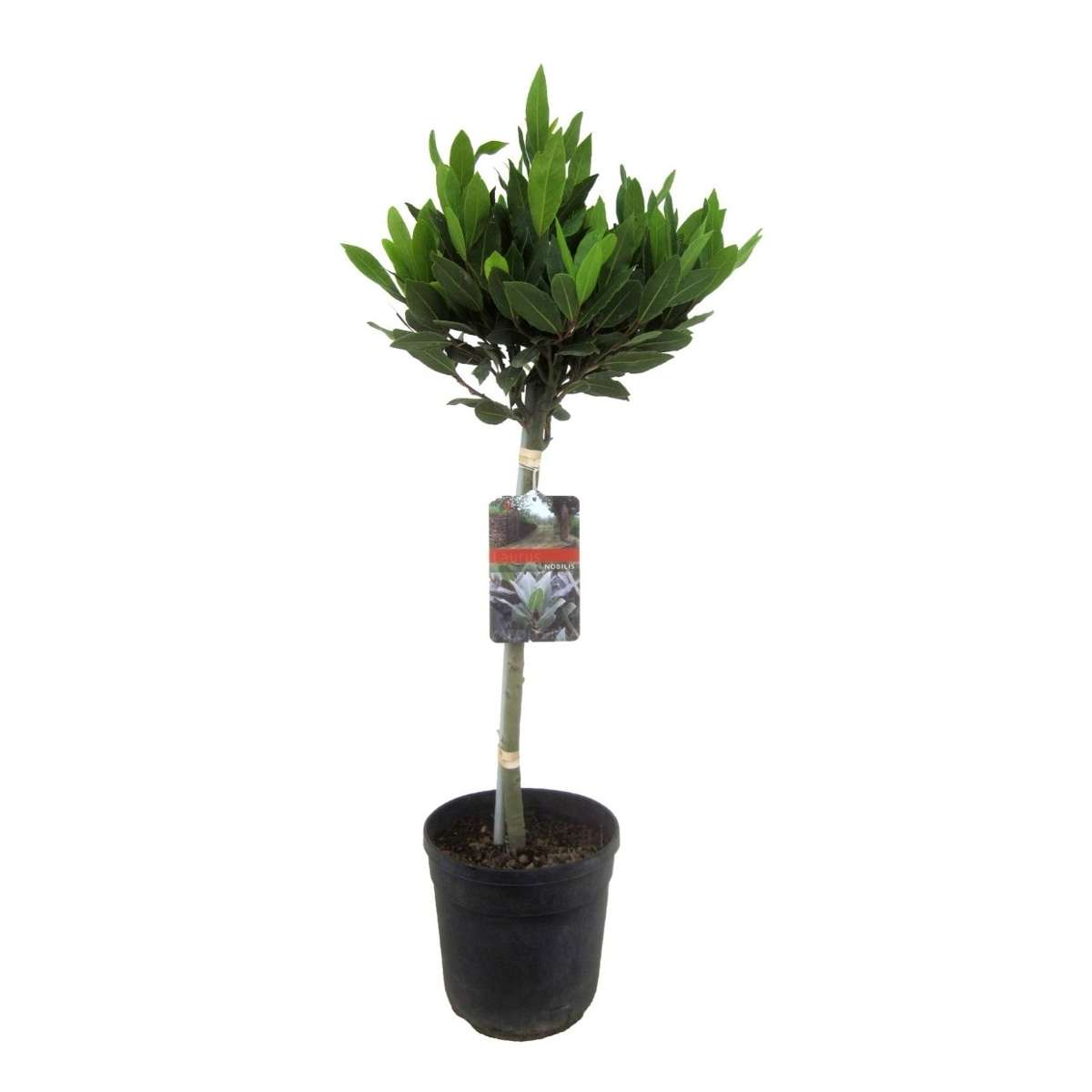 Florastore Lagerbladsträd - Laurus Nobilis - Höjd 90-100Cm - ⌀21Cm