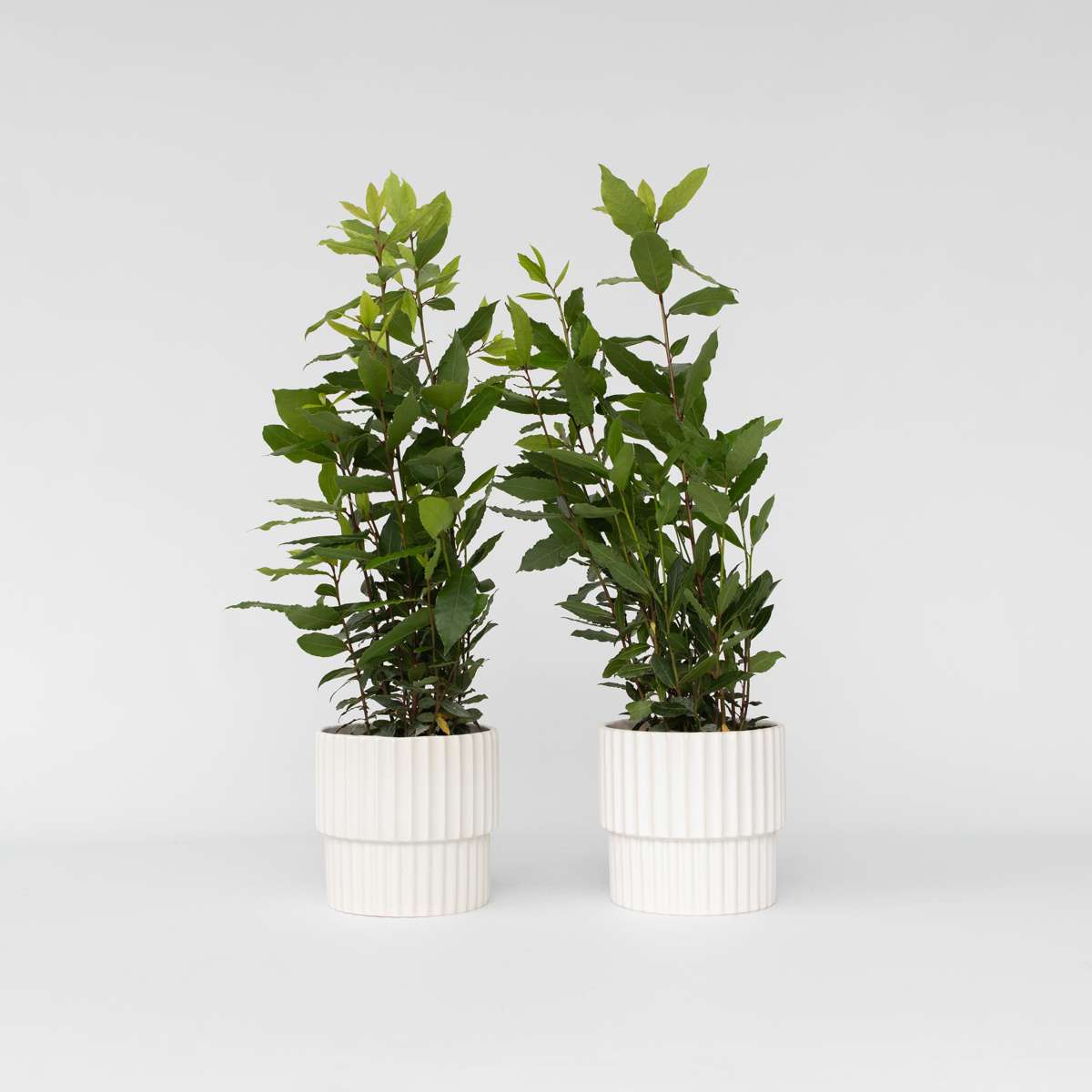 Florastore Lagerbladsträd - Set Om 2 - Laurus Nobilis - Höjd 30-40Cm - ⌀14Cm