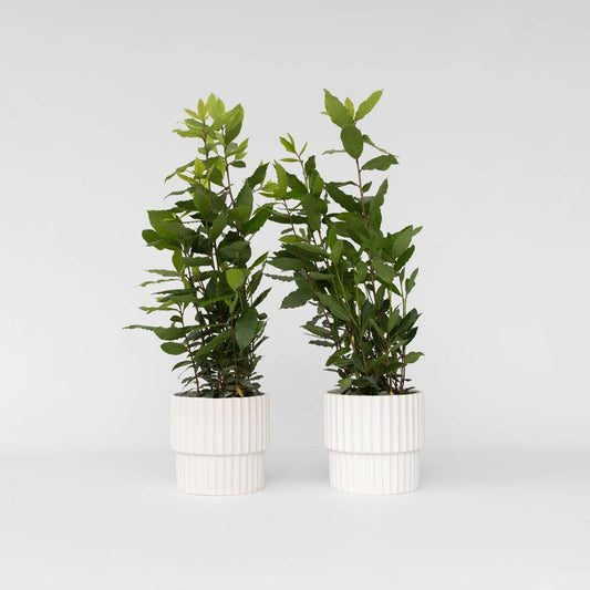 Florastore Lagerbladsträd - Set Om 2 - Laurus Nobilis - Höjd 30-40Cm - ⌀14Cm