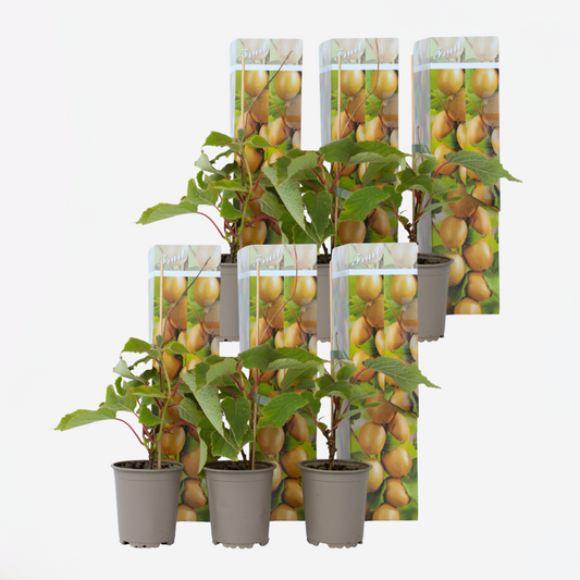Florastore Kiwi Växt - Set Om 6 - Actinidia Deliciosa 'Jenny' - Höjd 20-40Cm - ⌀9Cm