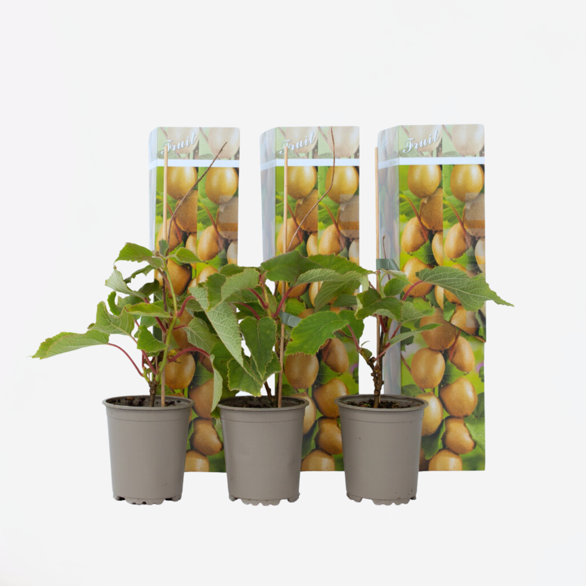 Florastore Kiwi Växt - Set Om 3 - Actinidia Deliciosa 'Jenny' - Höjd 20-40Cm - ⌀9Cm