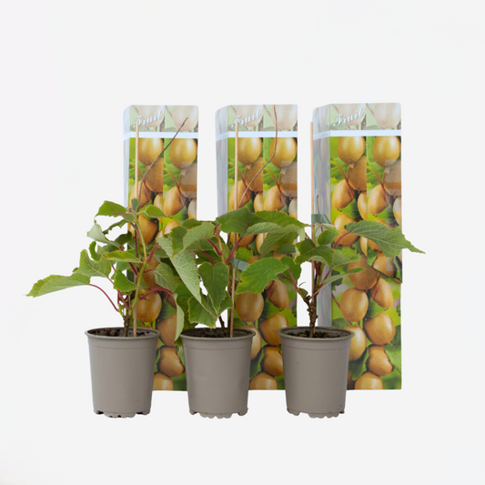 Florastore Kiwi Växt - Set Om 3 - Actinidia Deliciosa 'Jenny' - Höjd 20-40Cm - ⌀9Cm
