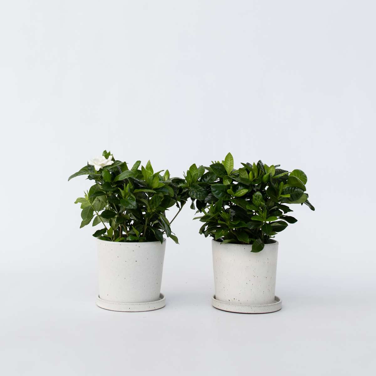 Florastore Kapjasmin - Set Om 4 - Gardenia Jasminoides - Höjd 20-30Cm - ⌀13Cm