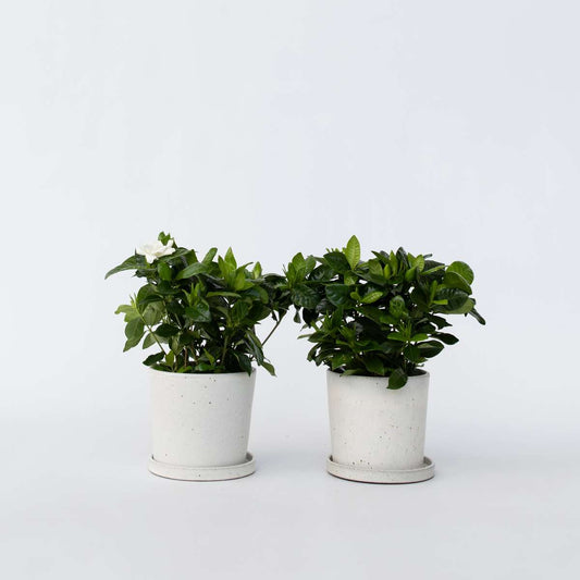 Florastore Kapjasmin - Set Om 4 - Gardenia Jasminoides - Höjd 20-30Cm - ⌀13Cm