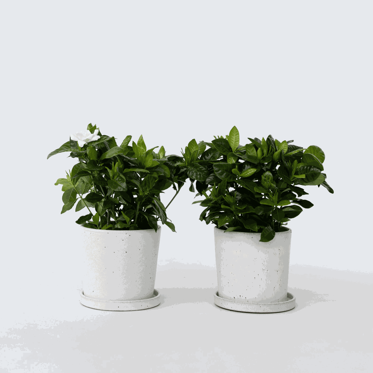 Florastore Kapjasmin - Set Om 2 - Gardenia Jasminoides - Höjd 20-30Cm - ⌀13Cm