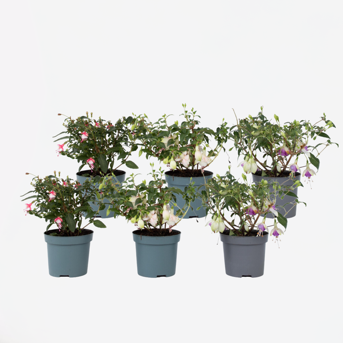 Florastore Scharlakansfuchsia - Set Om 6 - Fuchsia Magellanica - Höjd 10-20Cm - ⌀9Cm