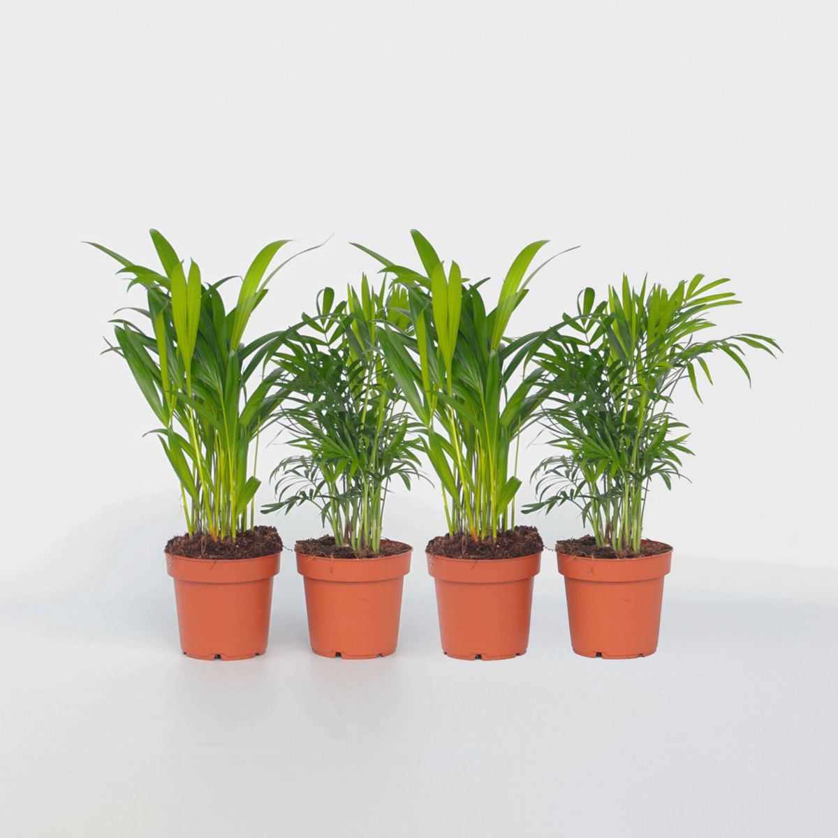 Indoor Palms Mini Inomhus Palmen - Set Om 4 - Dypsis, Chamaedorea - Höjd 25-40Cm - ⌀12Cm