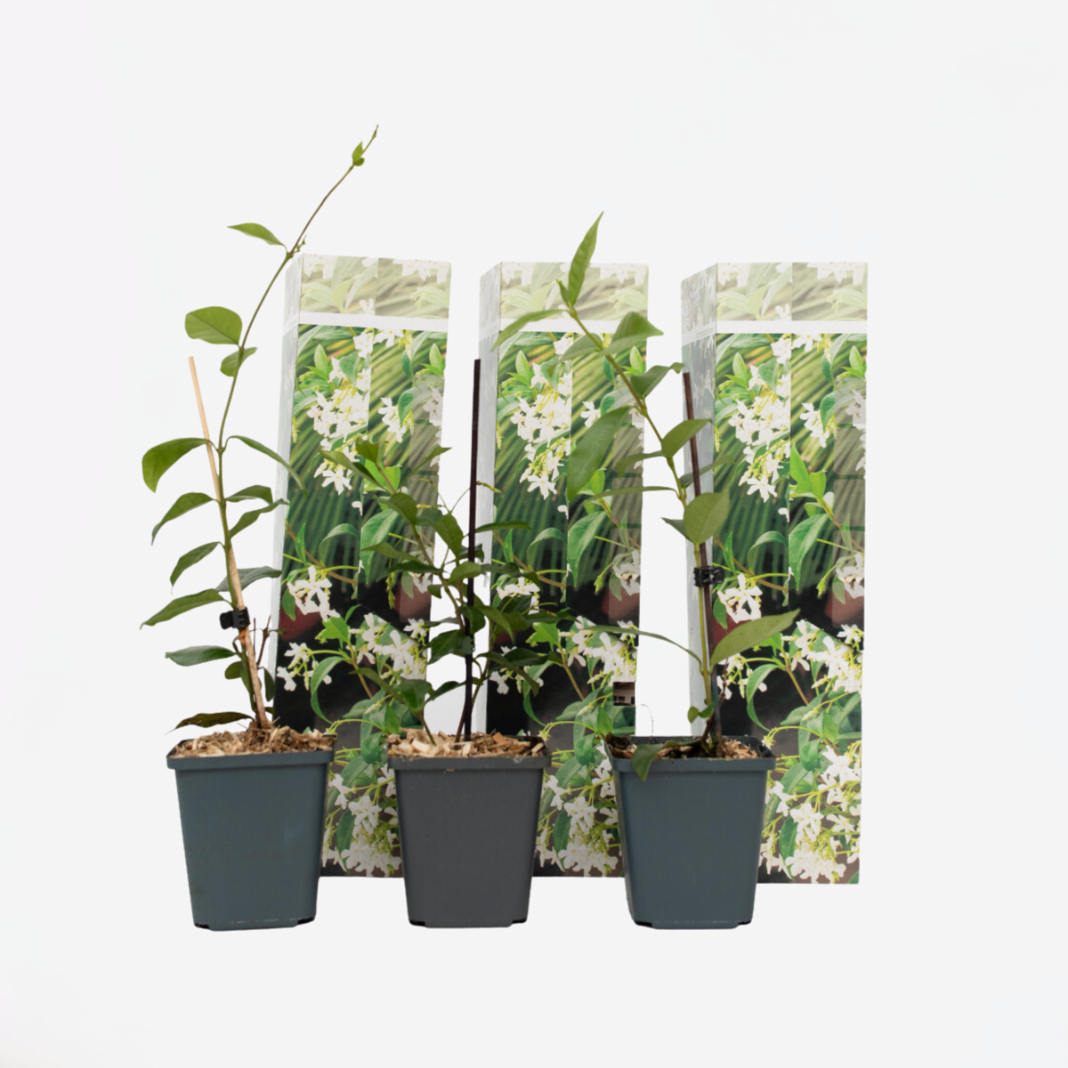 Florastore Jasmin - Set Om 3 - Trachelospermum Jasminoides - Höjd 25-40Cm - ⌀9Cm