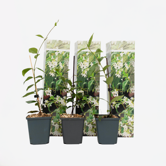 Florastore Jasmin - Set Om 3 - Trachelospermum Jasminoides - Höjd 25-40Cm - ⌀9Cm