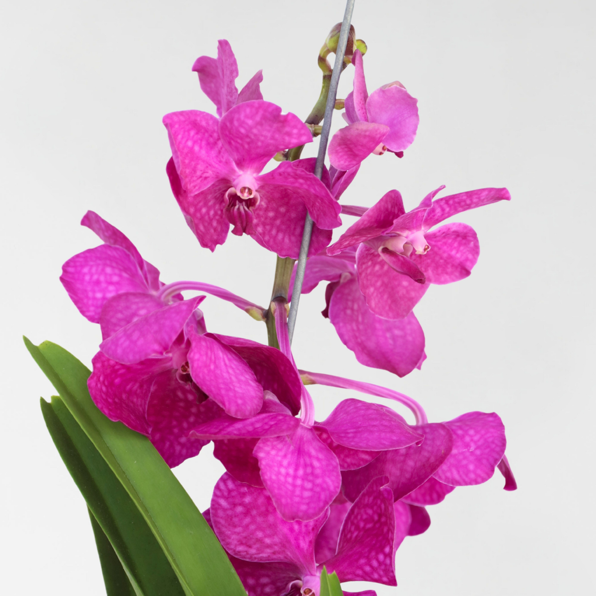 Vanda Orkidé - Vanda 'Tayanee Cerise' - Höjd 55-65Cm