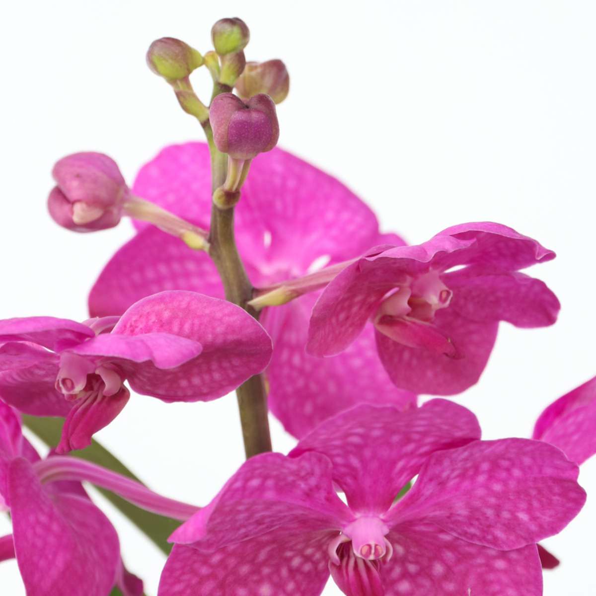 Vanda Orkidé - Vanda 'Cerise' - Höjd 40-50Cm - ⌀14Cm