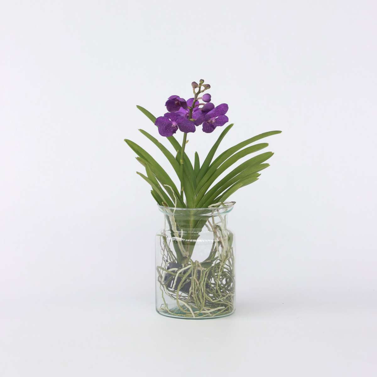 Florastore Vanda Orkidé - Vanda 'Blue' - Höjd 40-50Cm - ⌀14Cm