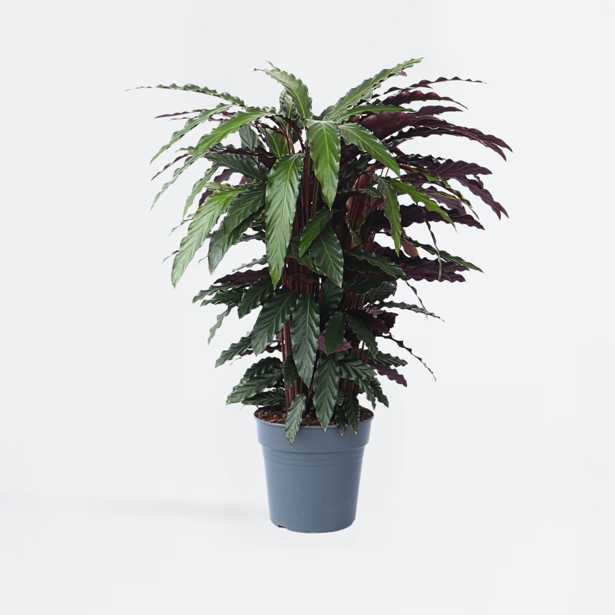 Calathea Påfågelväxt - Kalatea - Calathea 'Wavestar' - Höjd 90Cm - ⌀27Cm