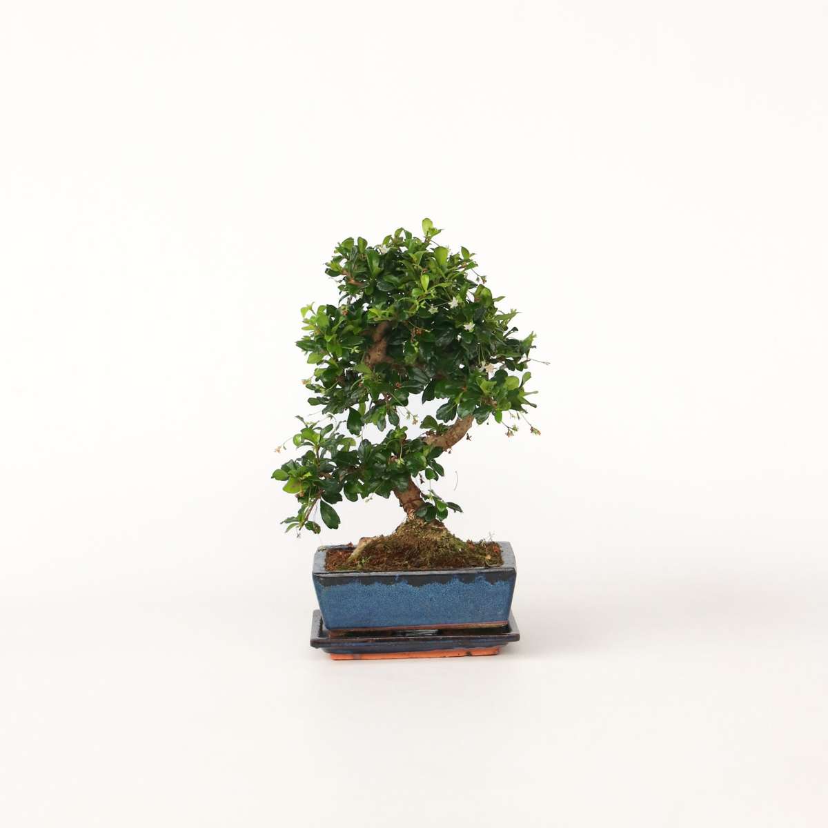 Florastore Fukienträd - Carmona Microphylla - Höjd 25-30Cm - ⌀20Cm