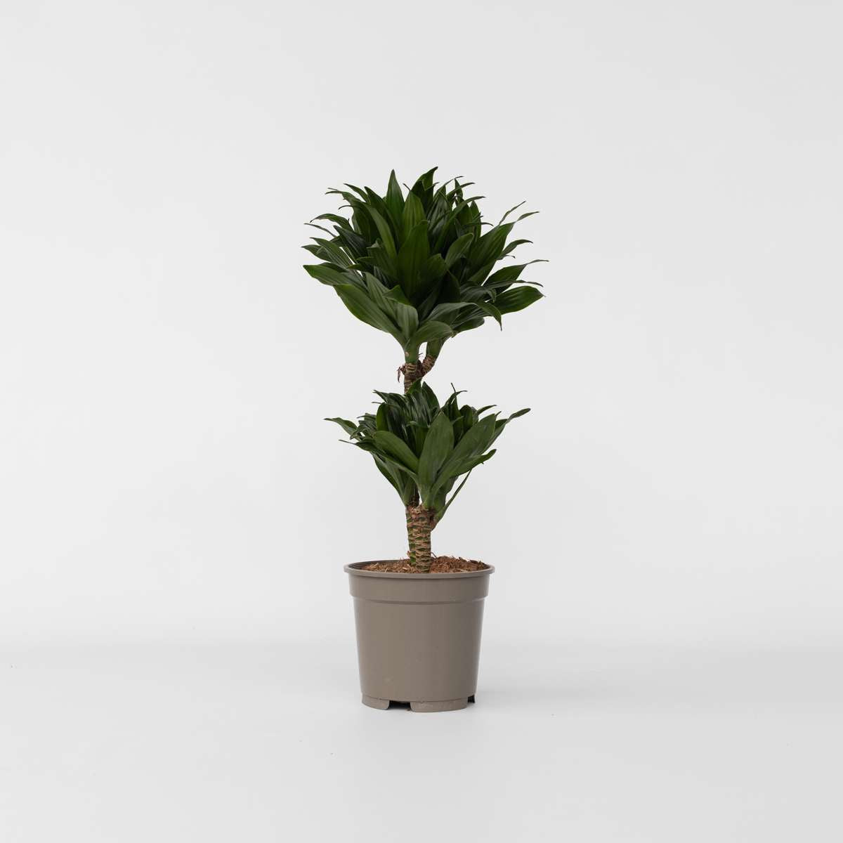 Dracaena Banddracena - Dracaena Surculosa - Höjd 50-65Cm - ⌀17Cm