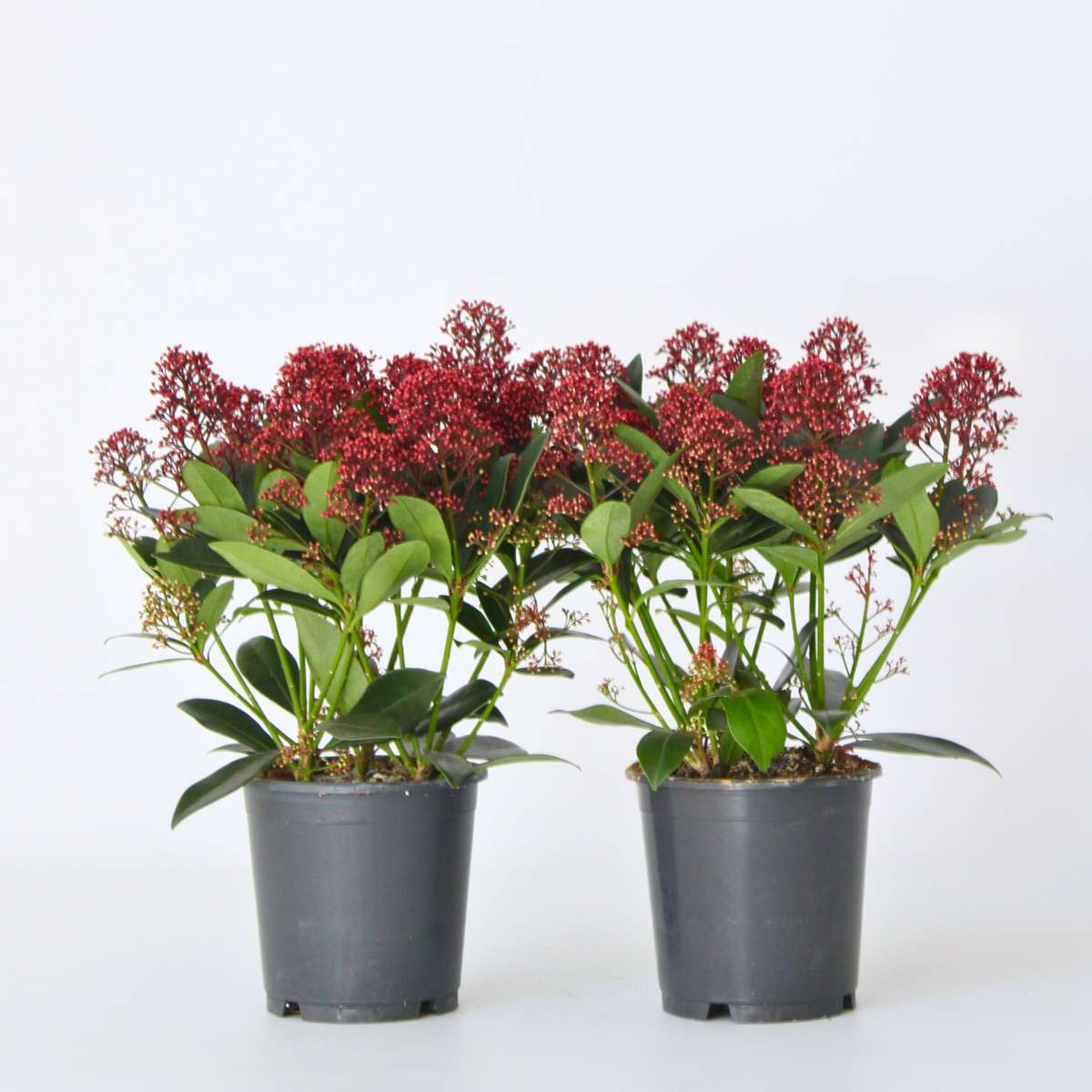 Other Shrubs Vinterbär - Set Om 2 - Skimmia Japonica 'Rubella' - Höjd 35-45Cm - ⌀15Cm