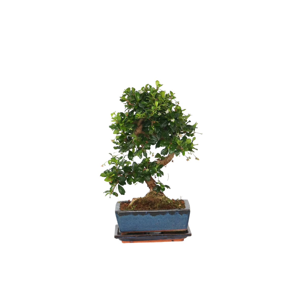 Florastore Fukienträd - Carmona Microphylla - Höjd 20-30Cm - ⌀15Cm