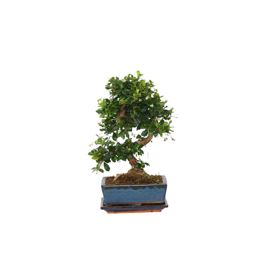 Florastore Fukienträd - Carmona Microphylla - Höjd 20-30Cm - ⌀15Cm