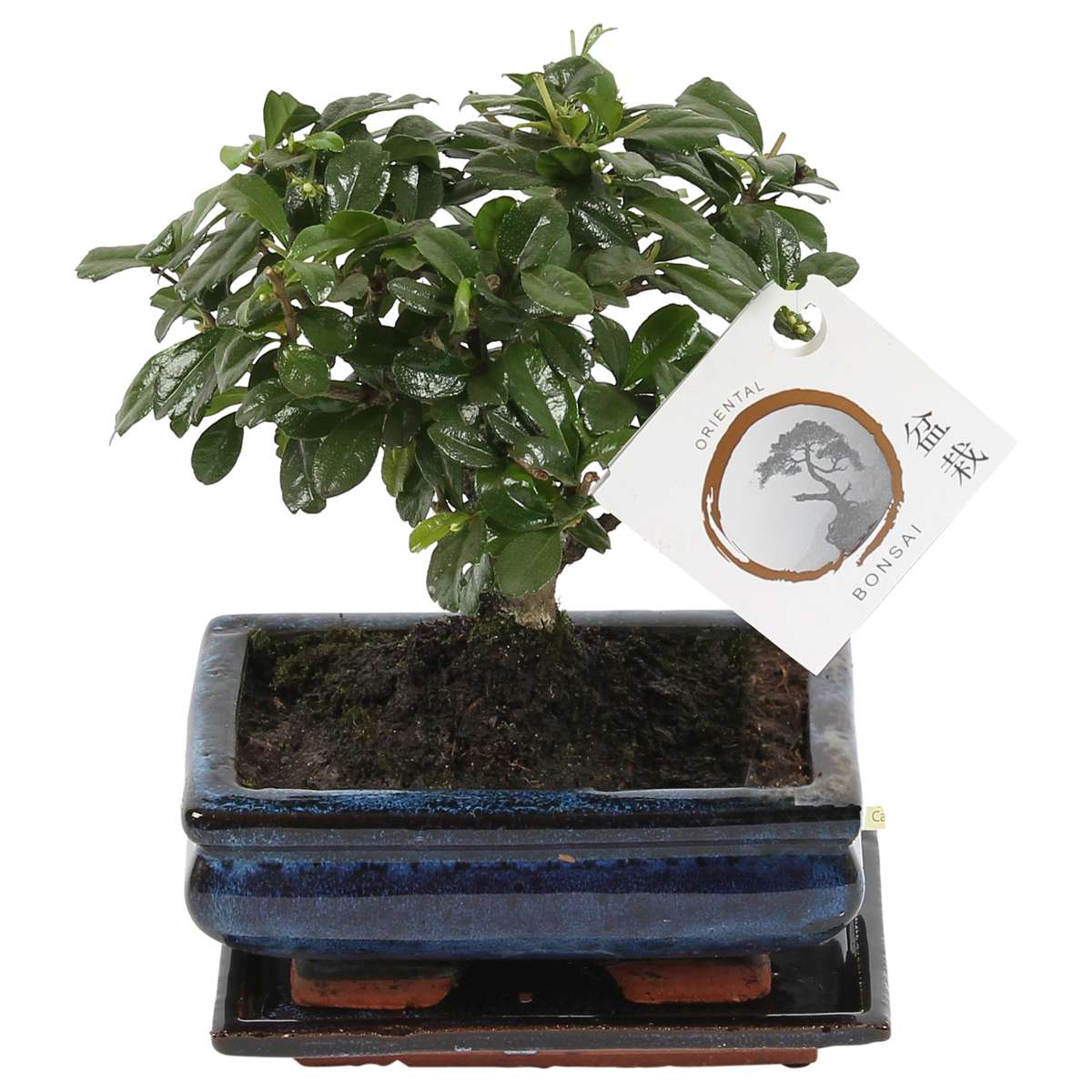 Florastore Fukienträd - Carmona Microphylla - Höjd 25-30Cm - ⌀15Cm