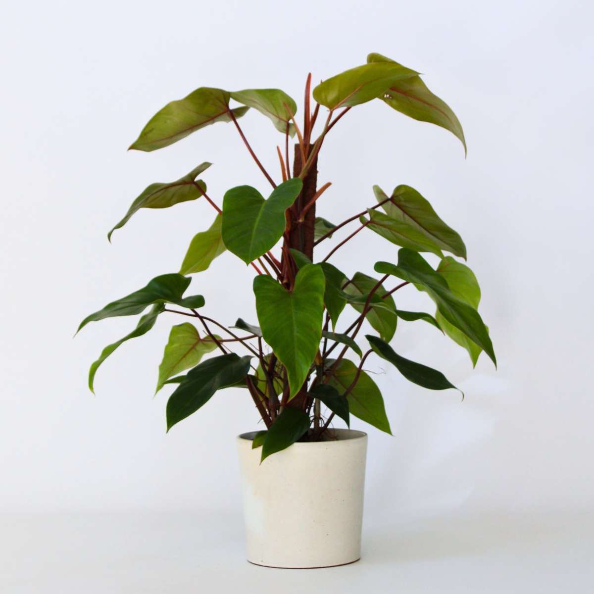 Florastore Filodendron - Philodendron 'Imperial Red' - Höjd 50Cm - ⌀19Cm