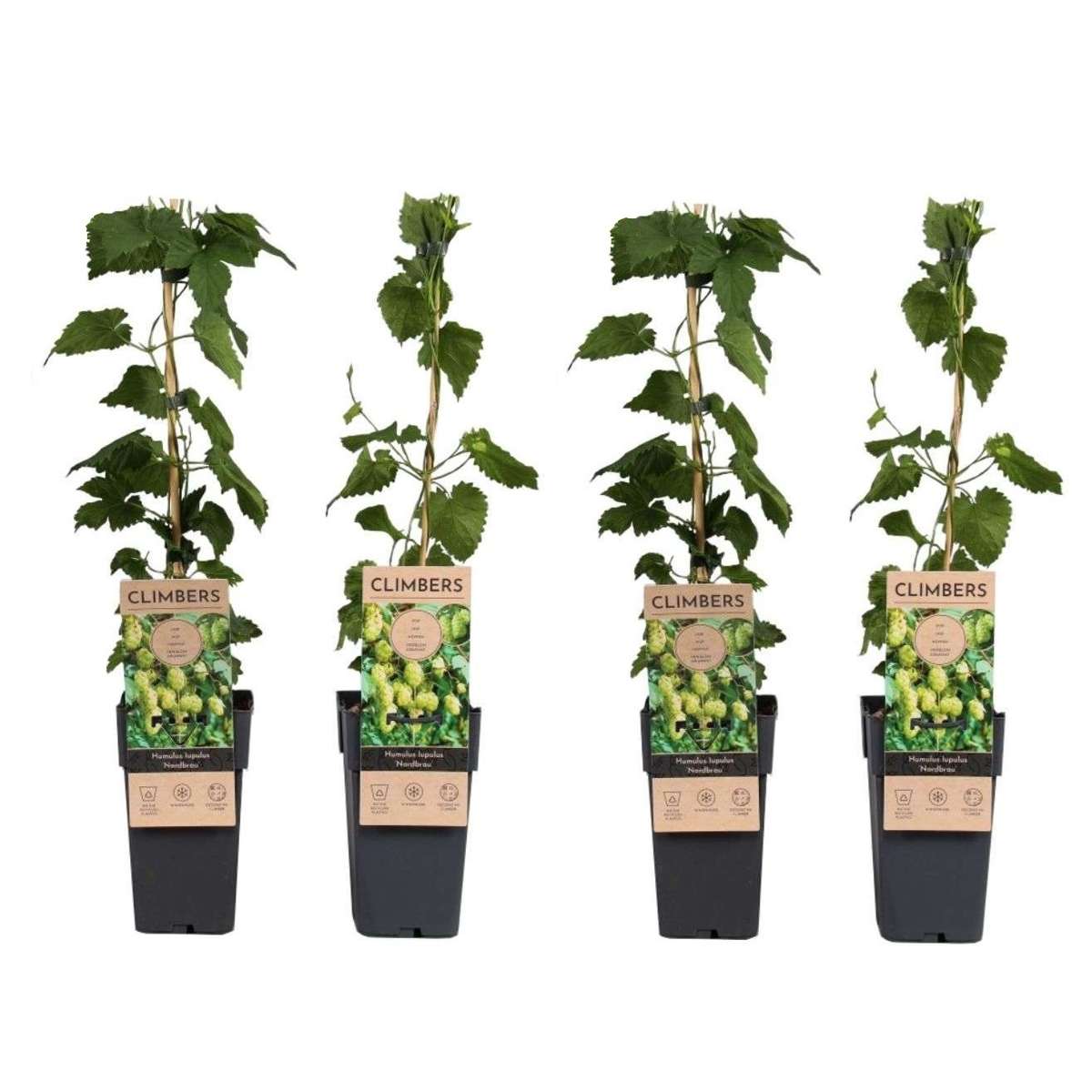 Florastore Humleväxter - Set Om 4 - Humulus Lupulus 'Nordbrau' - Höjd 50-60Cm - ⌀15Cm