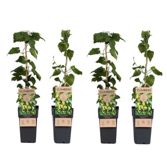 Florastore Humleväxter - Set Om 4 - Humulus Lupulus 'Nordbrau' - Höjd 50-60Cm - ⌀15Cm