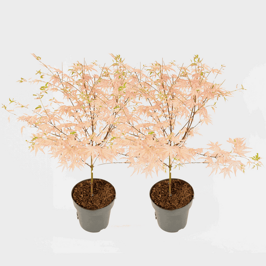 Florastore Japansk Lönn - Set Om 2 - Acer Palmatum 'Taylor' - Höjd 35-55Cm - ⌀15Cm