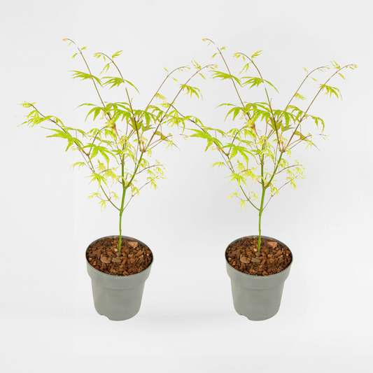 Florastore Japansk Lönn - Set Om 2 - Acer Palmatum 'Ukigumo' - Höjd 35-55Cm - ⌀15Cm
