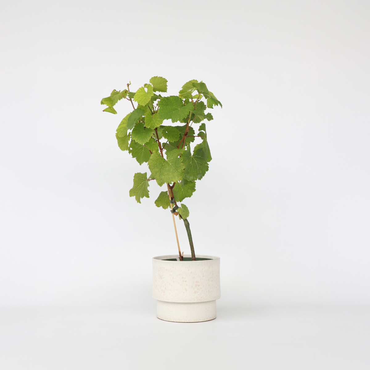 Florastore Druvväxt - Vitis Vinifera ‘Vanessa’ - Höjd 60-75Cm - ⌀21Cm