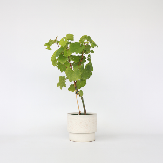 Florastore Druvväxt - Vitis Vinifera ‘Vanessa’ - Höjd 60-75Cm - ⌀21Cm