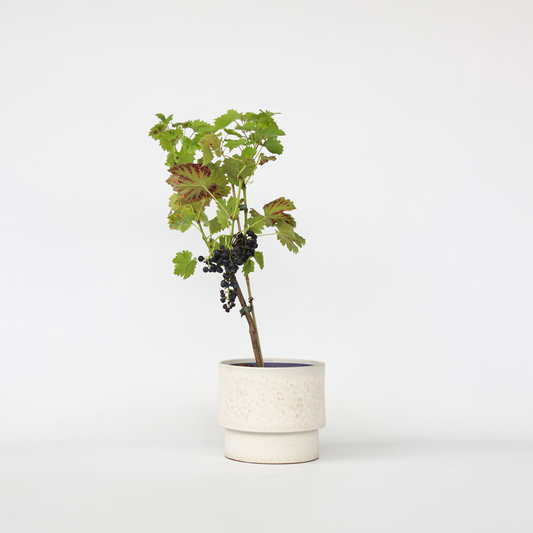 Florastore Druvväxt - Vitis Vinifera ‘Nero’ - Höjd 60-75Cm - ⌀21Cm