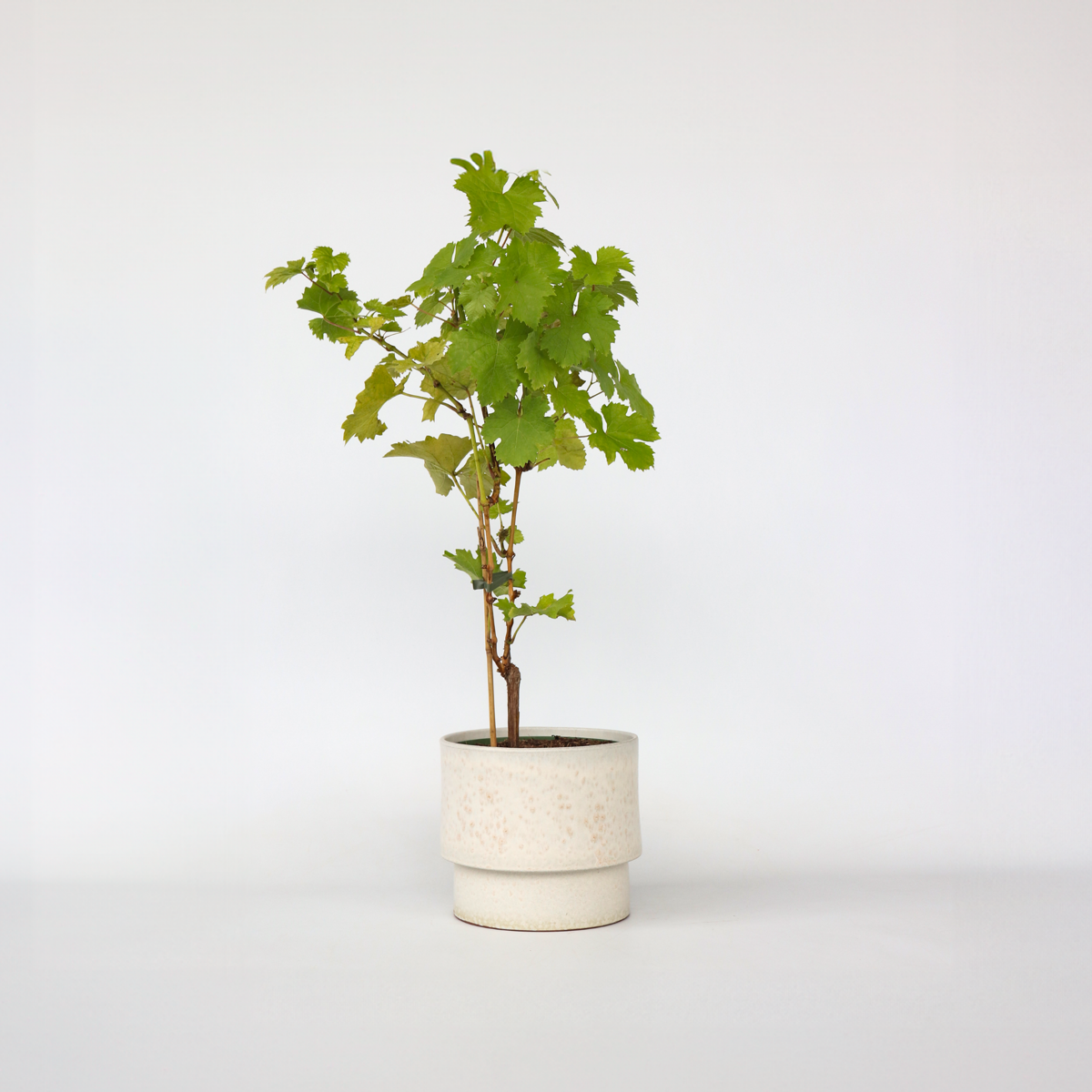 Florastore Druvväxt - Vitis Vinifera ‘Himrod’ - Höjd 60-75Cm - ⌀21Cm