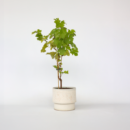 Florastore Druvväxt - Vitis Vinifera ‘Himrod’ - Höjd 60-75Cm - ⌀21Cm