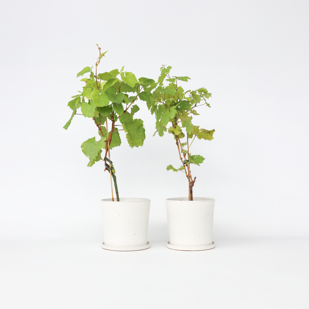 Florastore Druvväxt - Set Om 2 - Vitis ‘Himrod’, Vitis ‘Vanessa’ - Höjd 60-75Cm - ⌀21Cm