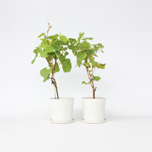 Florastore Druvväxt - Set Om 2 - Vitis ‘Himrod’, Vitis ‘Vanessa’ - Höjd 60-75Cm - ⌀21Cm