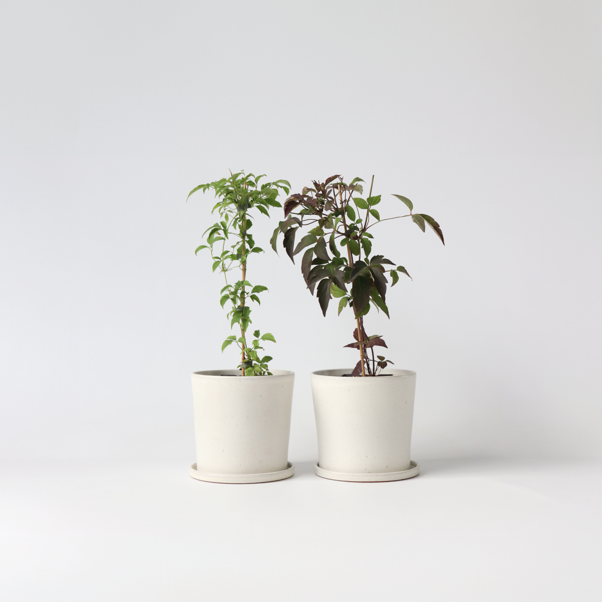 Florastore Klematis - Set Om 2 - Clematis Grandiflora - Höjd 60-70Cm - ⌀15Cm