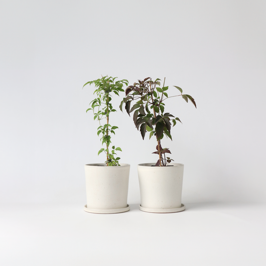 Florastore Klematis - Set Om 2 - Clematis Grandiflora - Höjd 60-70Cm - ⌀15Cm