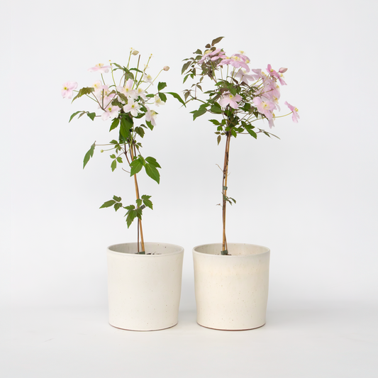 Florastore Klematis - Set Om 2 - Clematis Montana 'Fragrant Spring' - Höjd 60-70Cm - ⌀15Cm