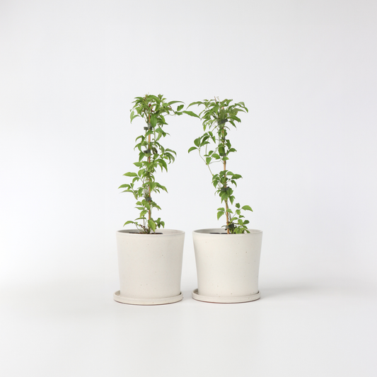 Florastore Klematis - Set Om 2 - Clematis Montana 'Grandiflora' - Höjd 60-70Cm - ⌀15Cm