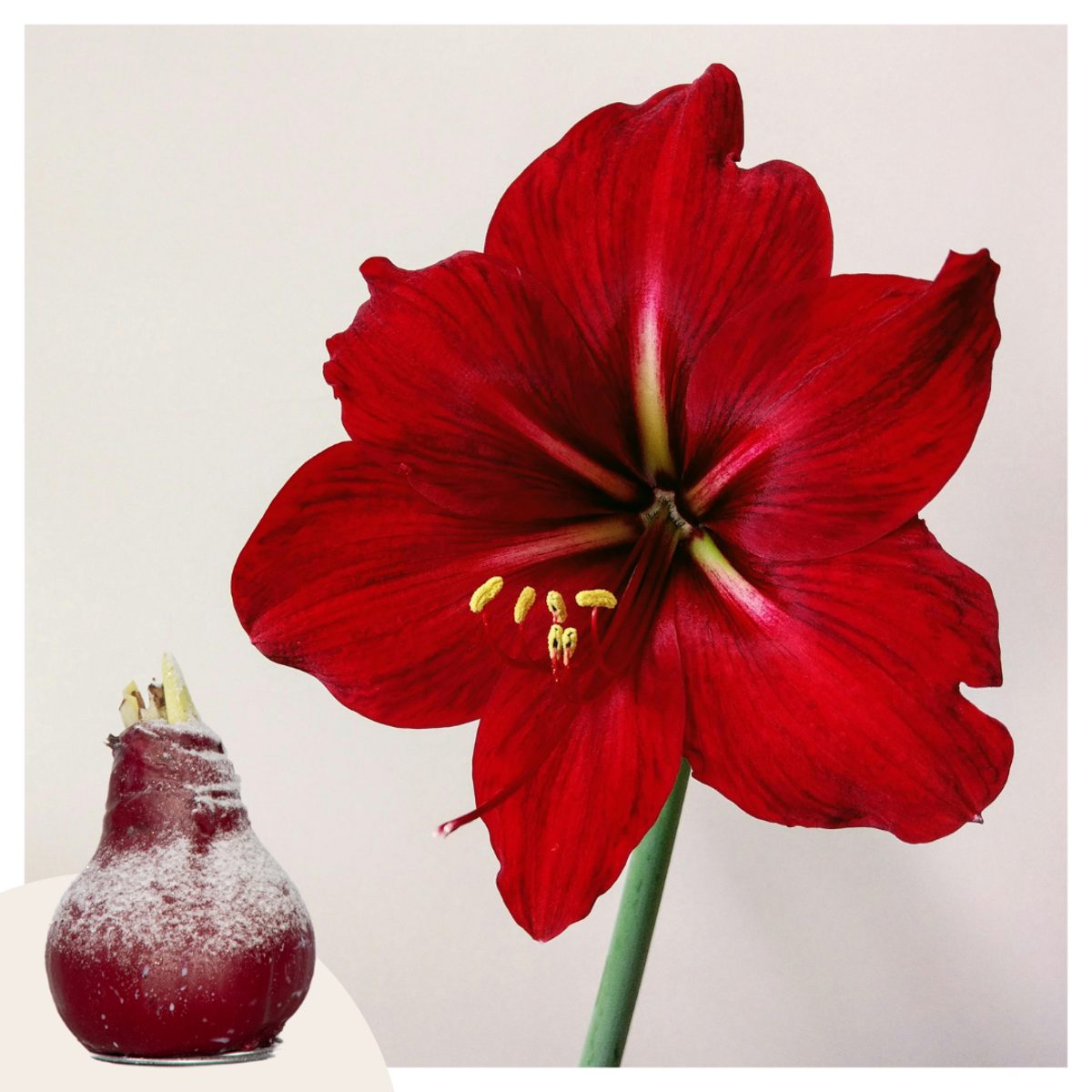 Florastore Amaryllis - Hippeastrum 'Wax Snow Red' - Lök - Röda Blommor