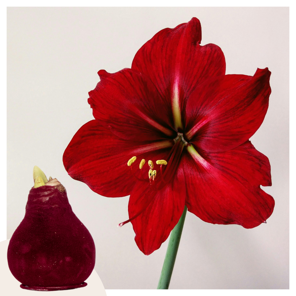 Florastore Amaryllis - Hippeastrum 'Velvet Bordeaux' - Lök - Röda Blommor