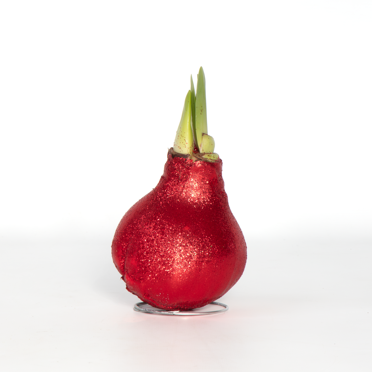 Amaryllis - Hippeastrum 'Glitter Red' - Lök - Röda Blommor