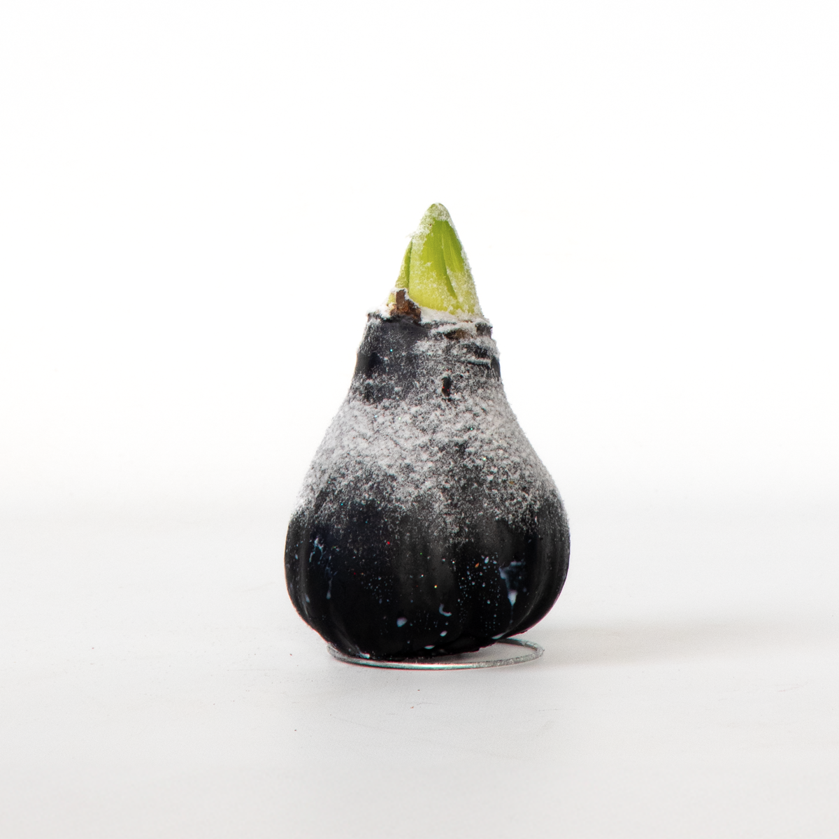 Amaryllis - Hippeastrum 'Wax Snow Black' - Lök - Röda Blommor