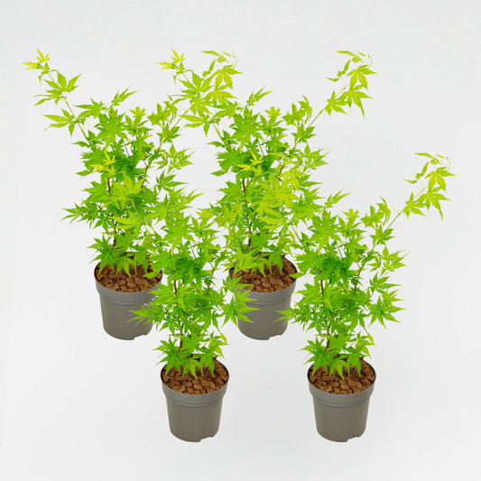 Florastore Japansk Lönn - 4 St - Acer Palmatum 'Going Green' - Höjd 25-40Cm - Ø10,5Cm