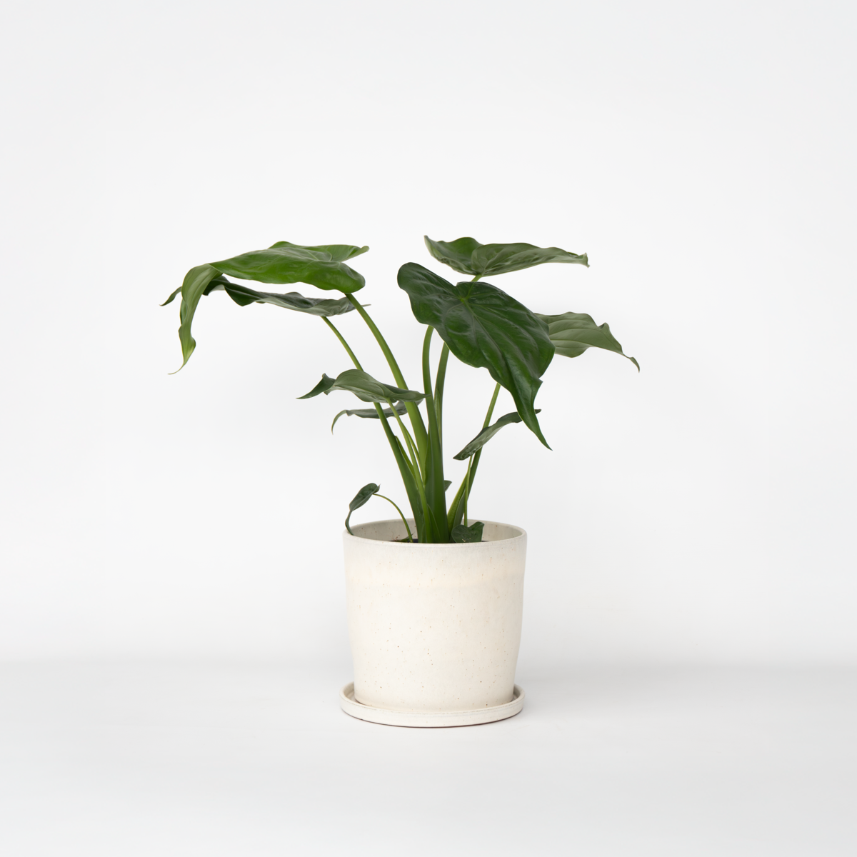Florastore Elefantöra - Alocasia 'Cucullata' - Höjd 70-80 Cm - Kruka 19 Cm
