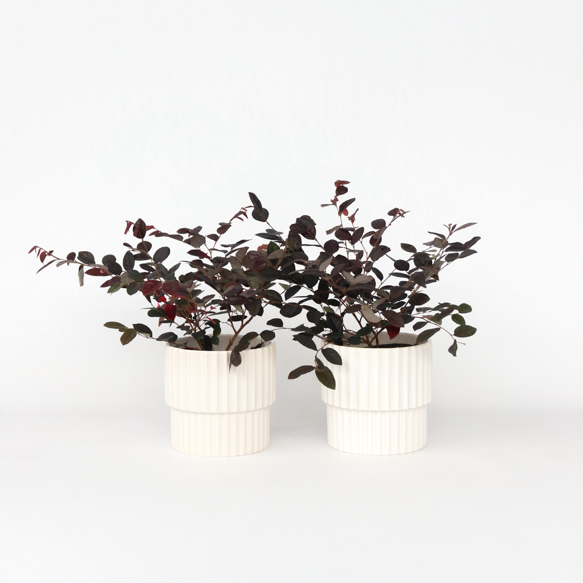 Florastore Fransträd - Set Om 2 - Loropetalum 'Fire Dance' - Höjd 30-40 Cm - ⌀15 Cm