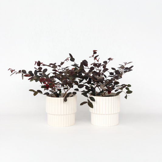 Florastore Fransträd - Set Om 2 - Loropetalum 'Fire Dance' - Höjd 30-40 Cm - ⌀15 Cm