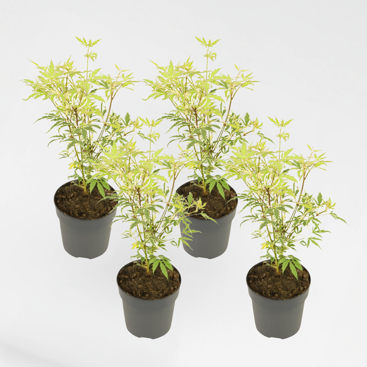 Florastore Japansk Lönn - 4 St - Acer Palmatum 'Butterfly' - Höjd 25-40Cm - Ø10,5Cm