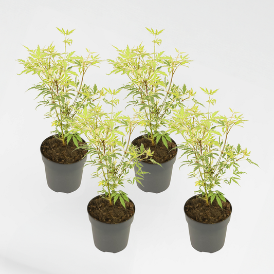 Florastore Japansk Lönn - 4 St - Acer Palmatum 'Butterfly' - Höjd 25-40Cm - Ø10,5Cm